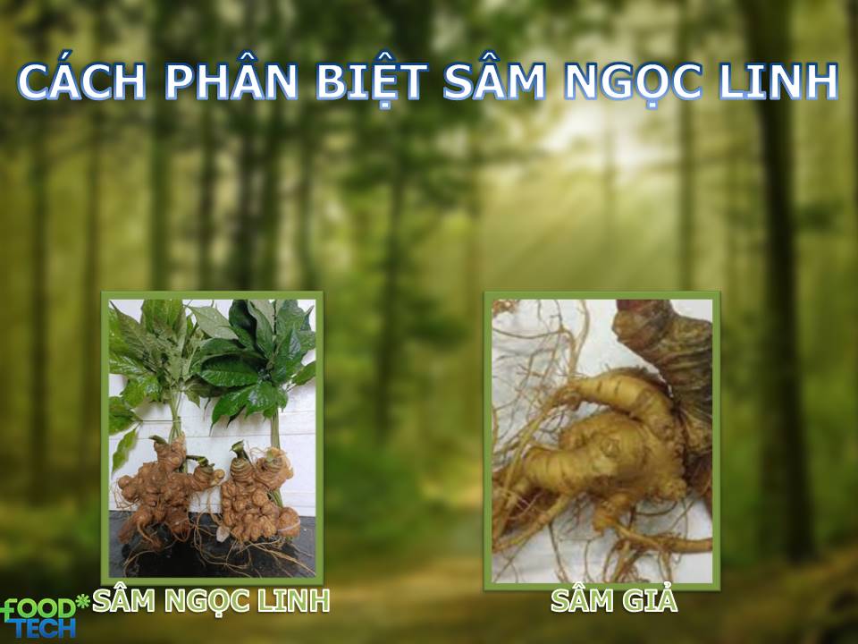 Phân Biệt Sâm Ngọc Linh Thật và Giả